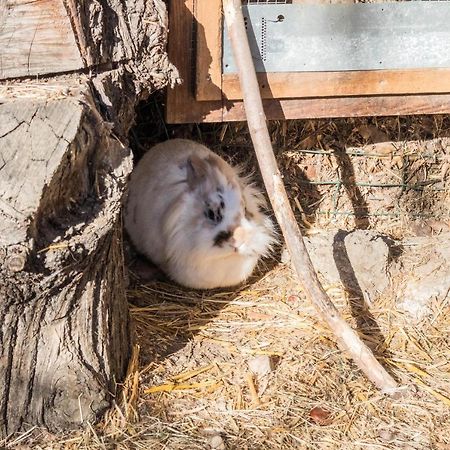 Oberegghof Ferienwohnung Hahnenkamm Rifiano Esterno foto